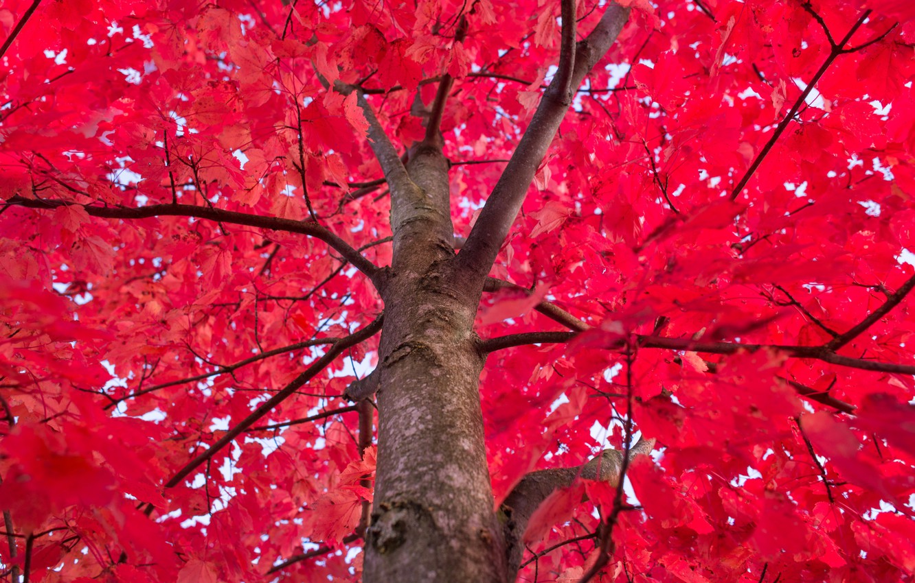 Red Tree Wallpapers