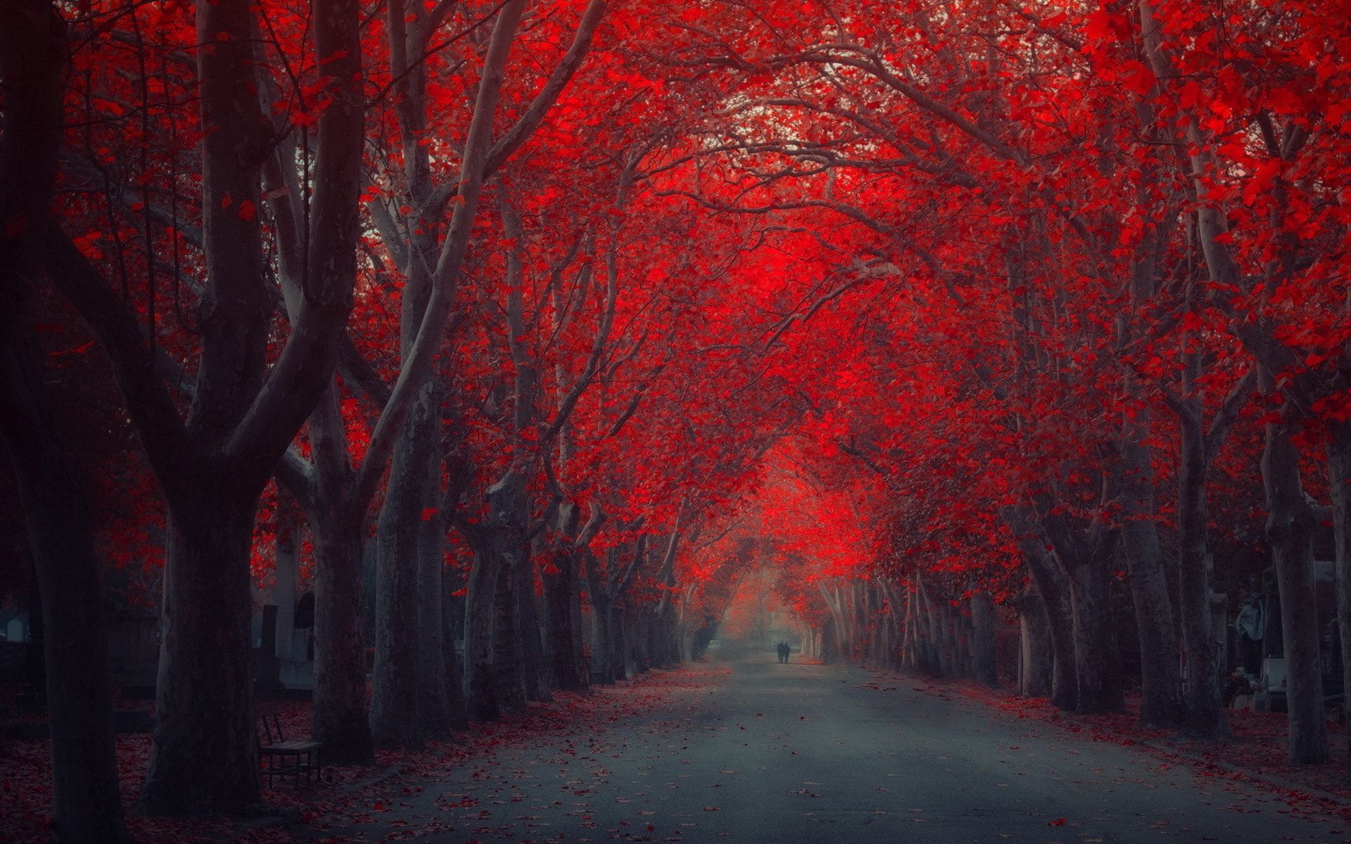 Red Tree Wallpapers