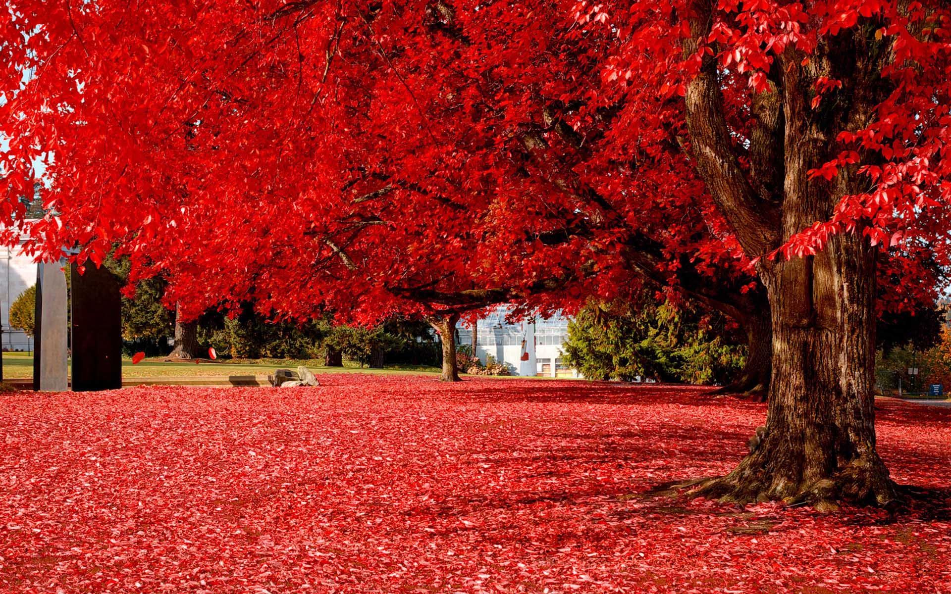 Red Tree Wallpapers