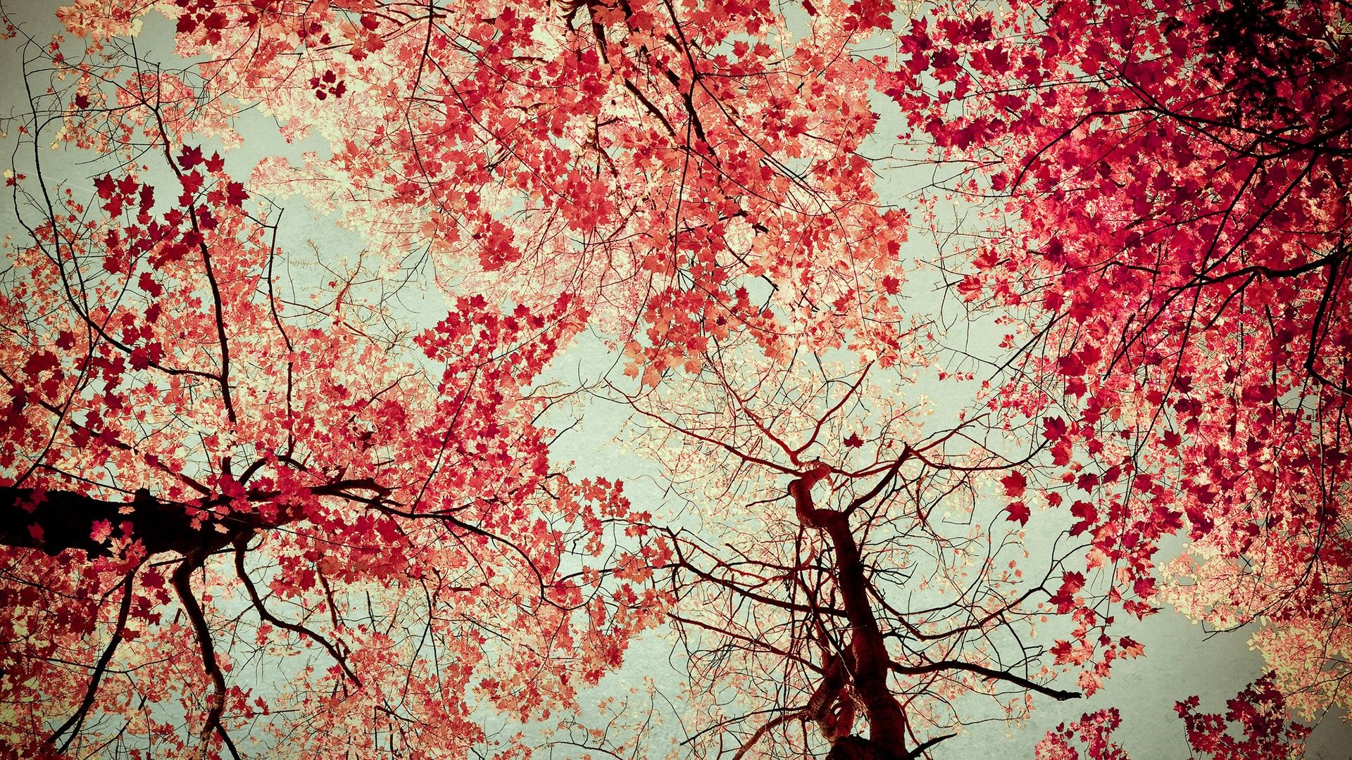 Red Tree Wallpapers