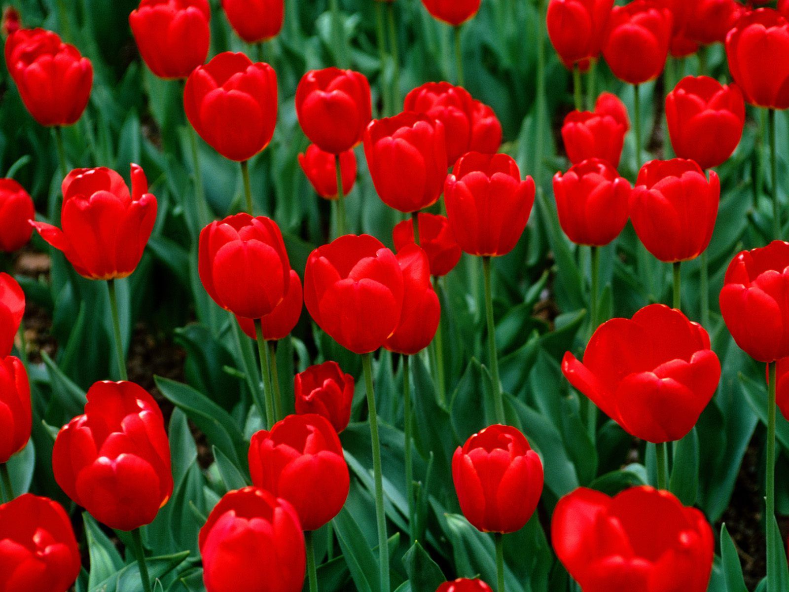 Red Tulips Wallpapers