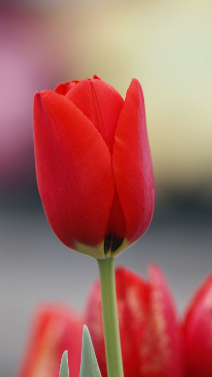 Red Tulips Wallpapers