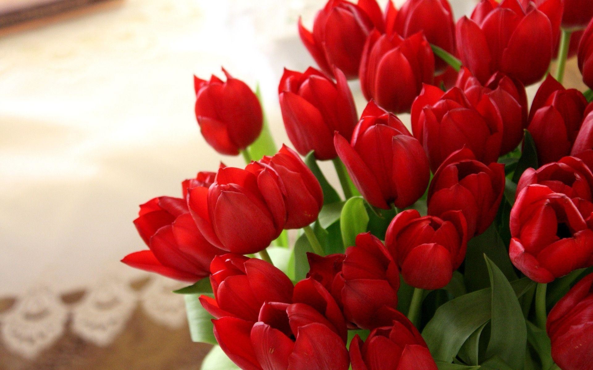 Red Tulips Wallpapers