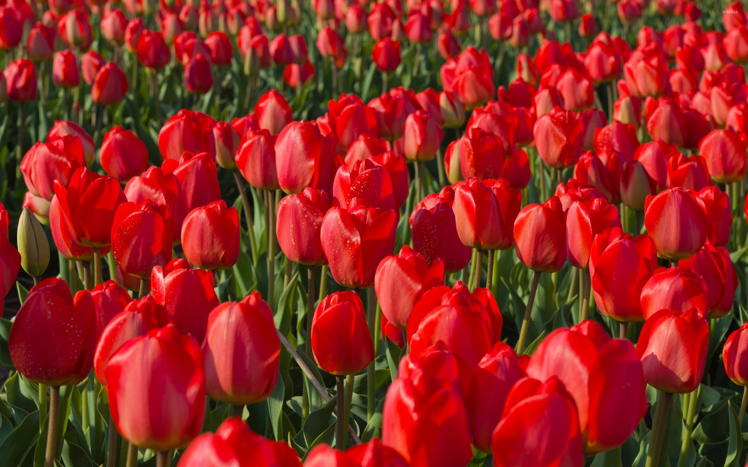 Red Tulips Wallpapers