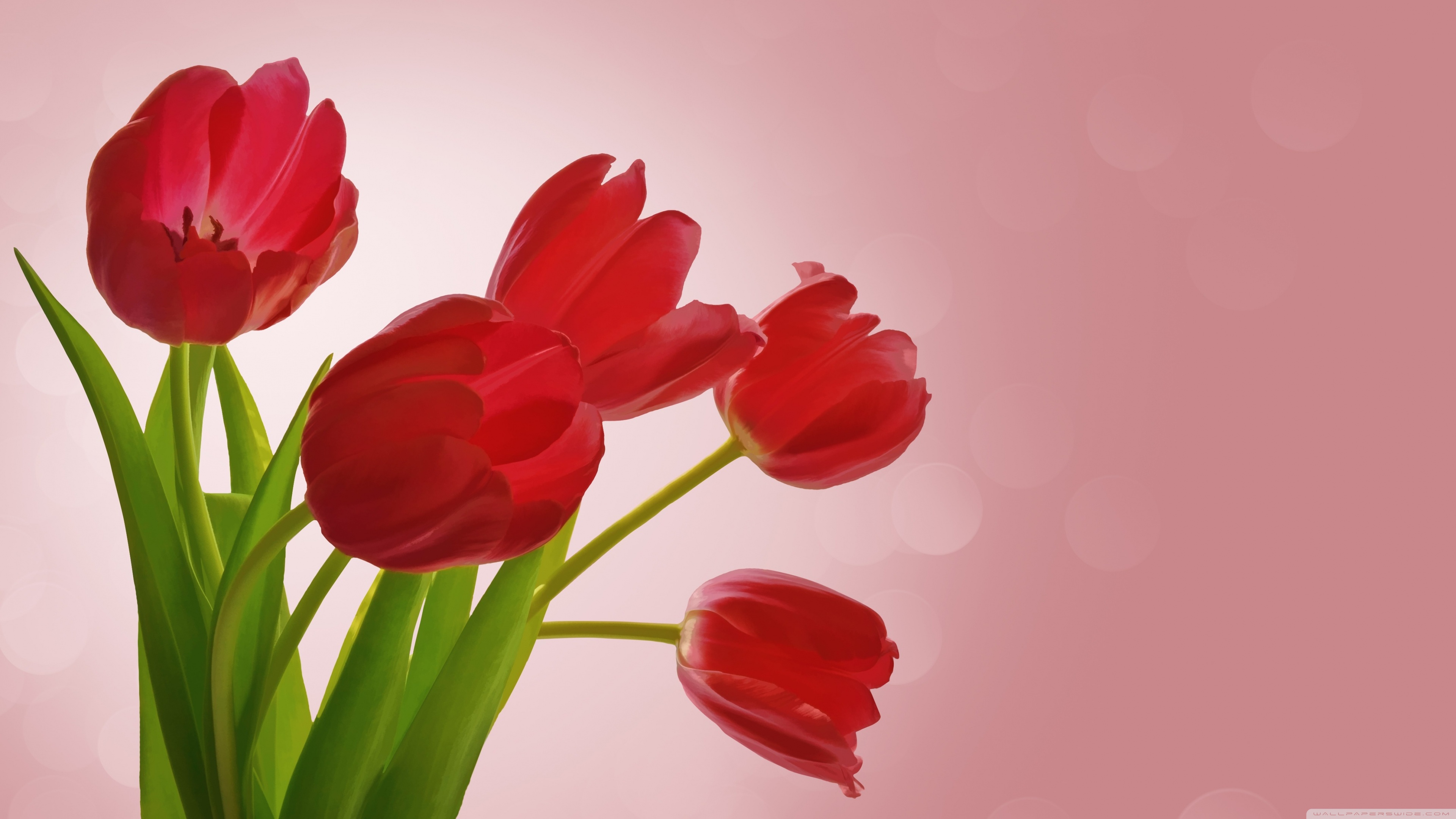 Red Tulips Wallpapers