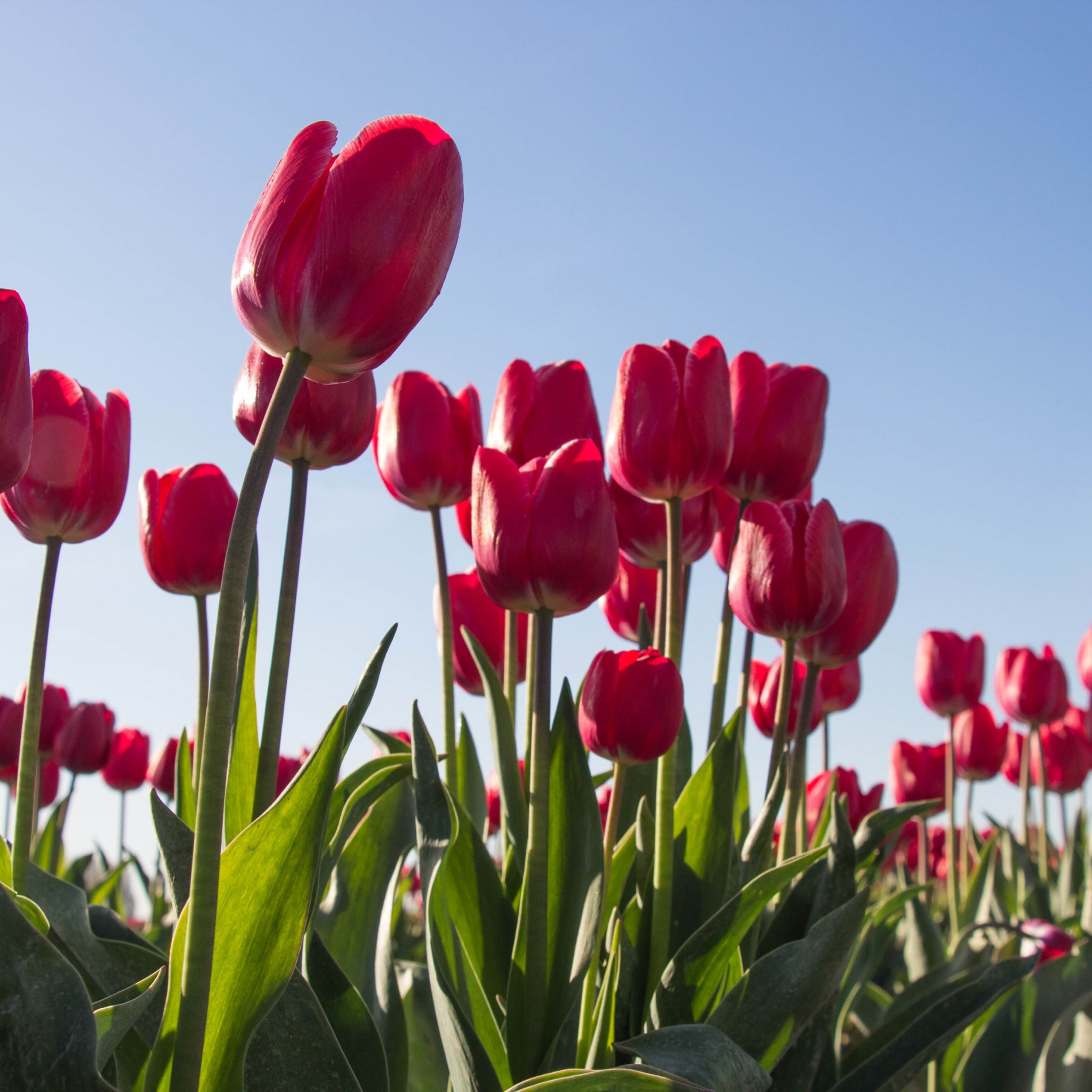 Red Tulips Wallpapers