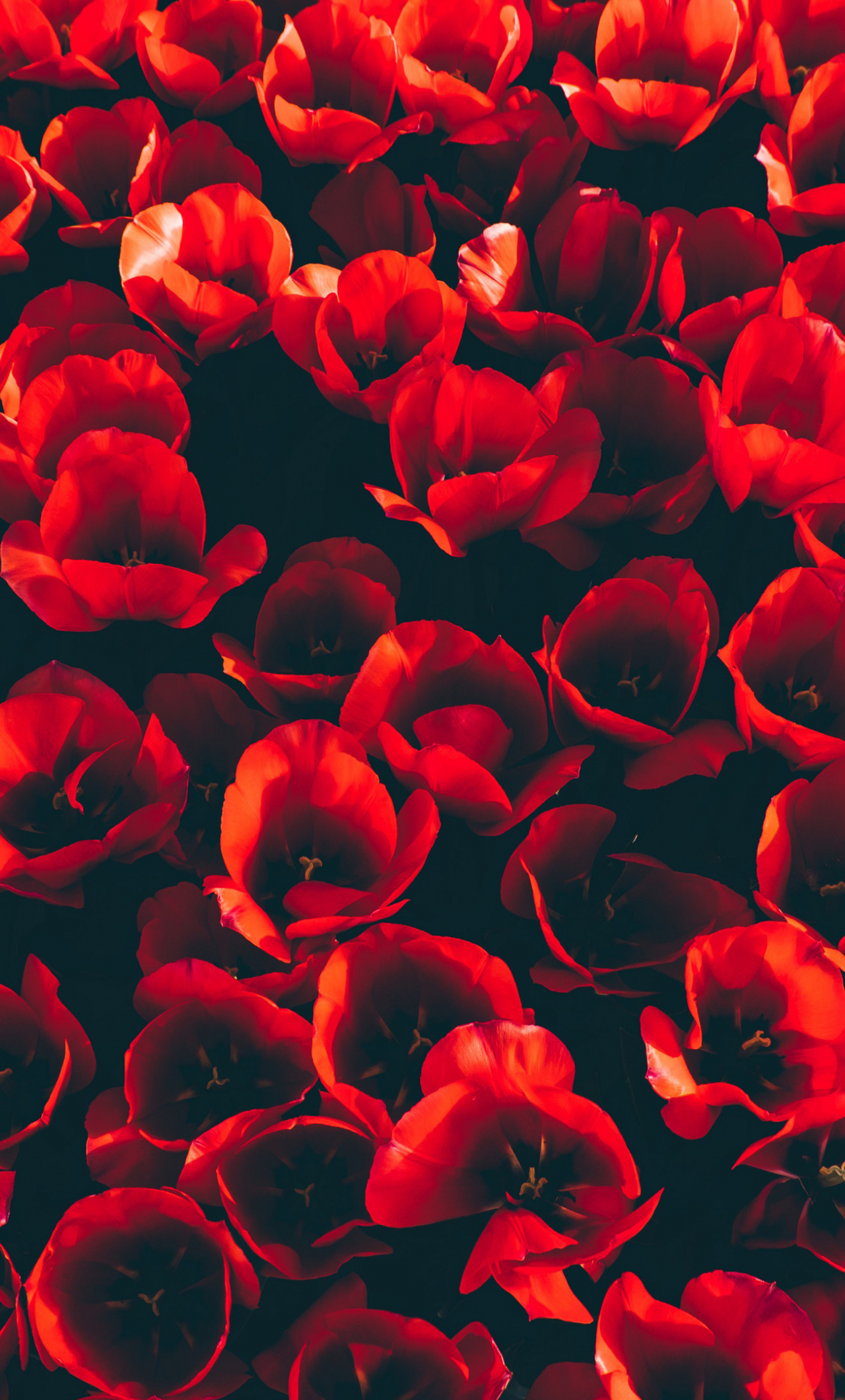 Red Tulips Wallpapers