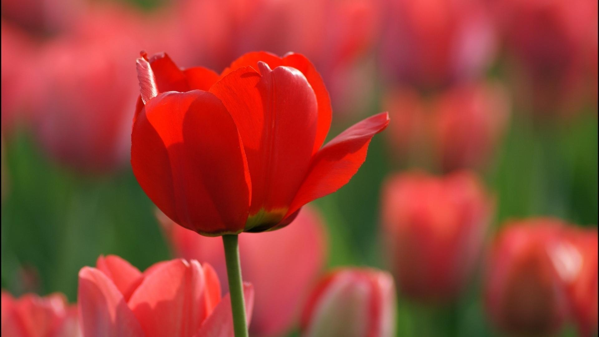 Red Tulips Wallpapers