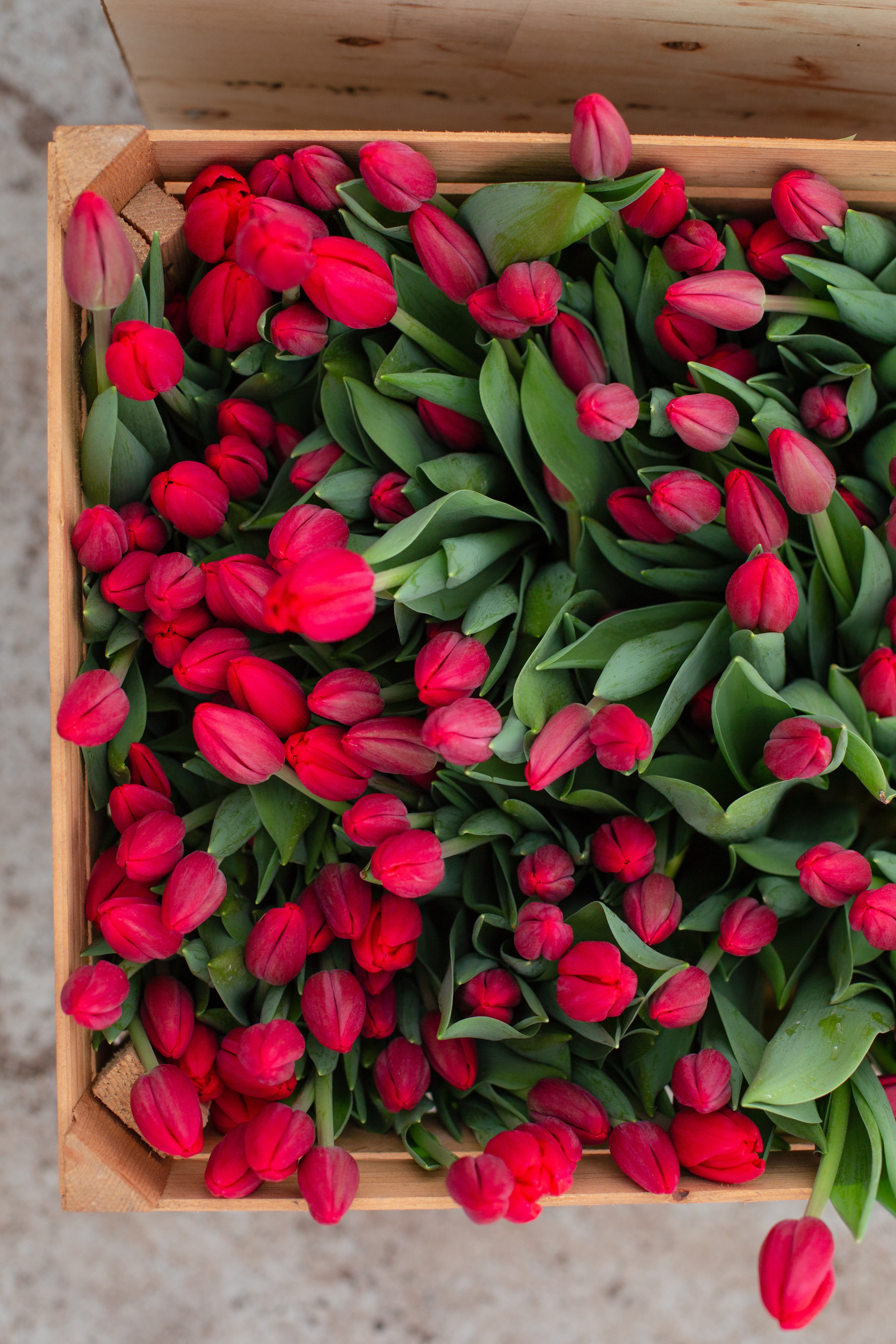 Red Tulips Wallpapers