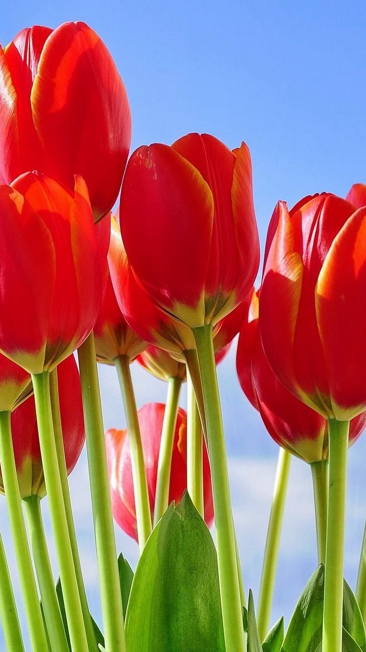 Red Tulips Wallpapers