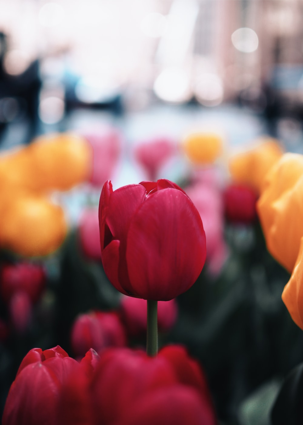 Red Tulips Wallpapers