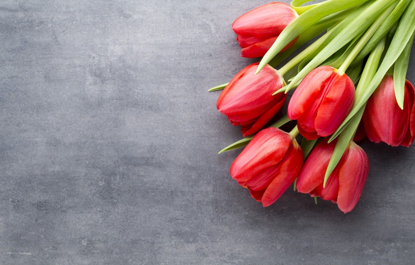 Red Tulips Wallpapers