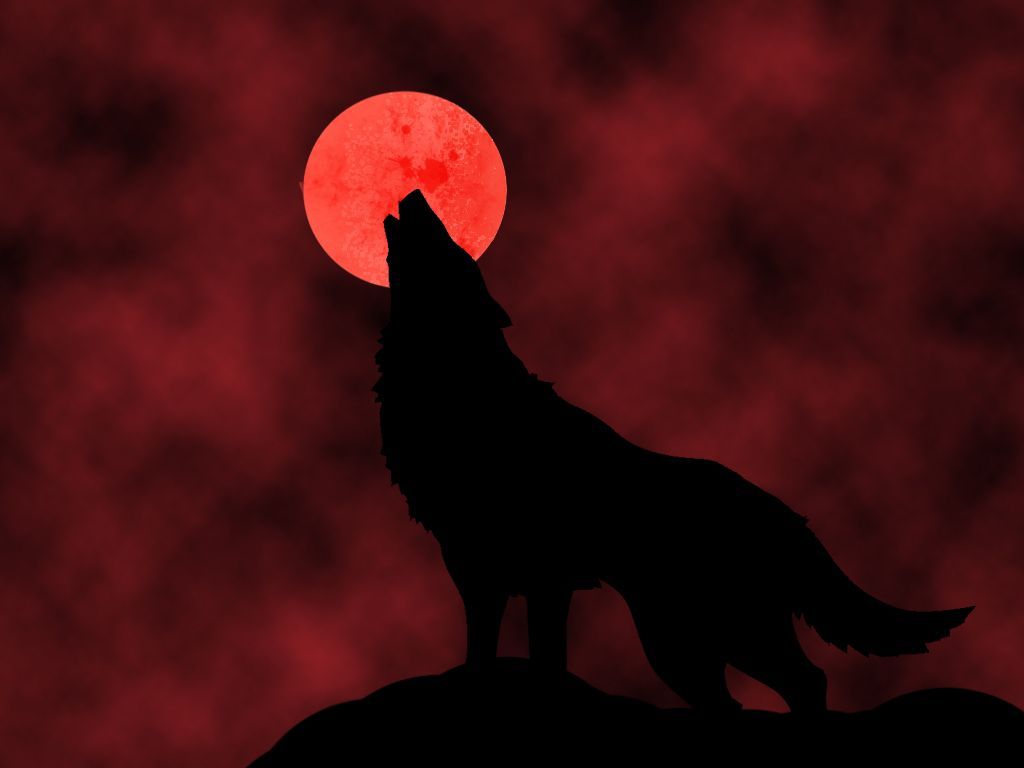 Red Wolf Wallpapers