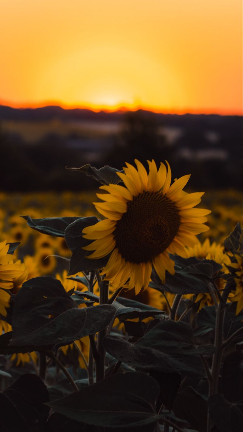 Yellow Aesthetic Sunset Wallpapers