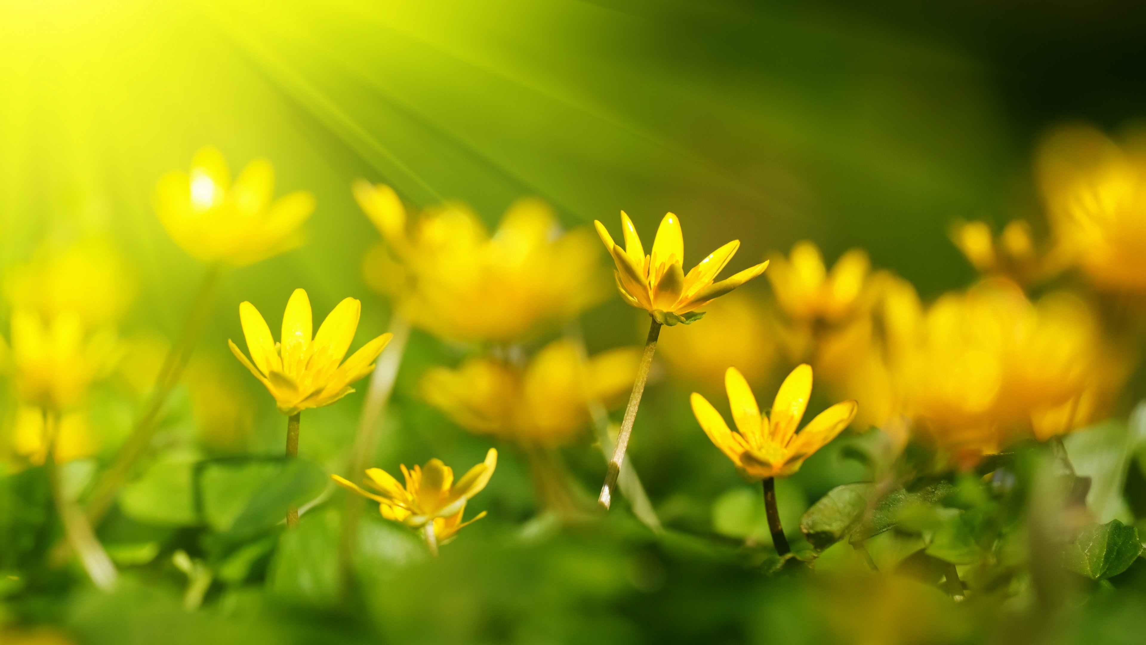 Yellow And Green Wallpapers