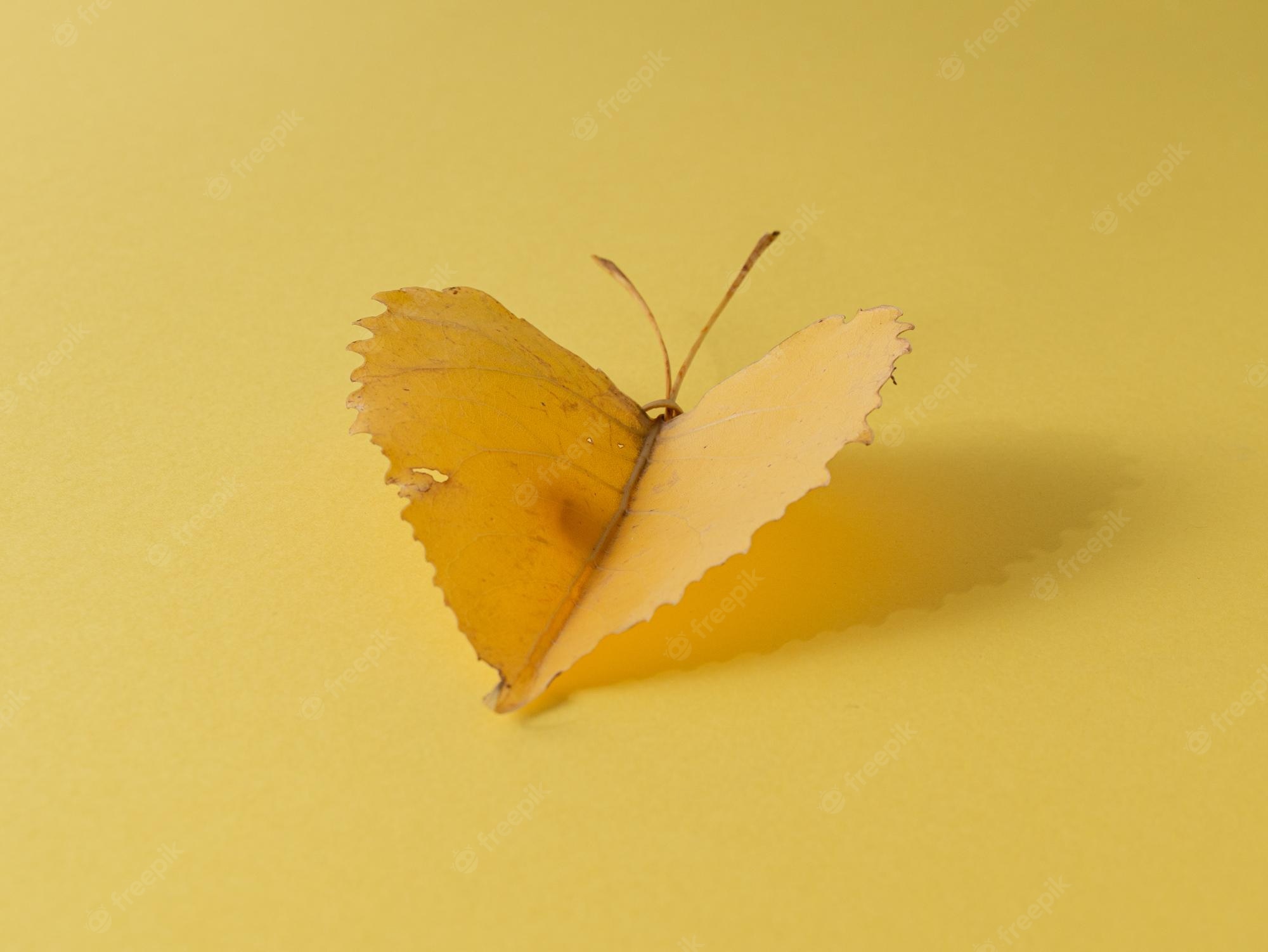 Yellow Butterfly Aesthetic Wallpapers