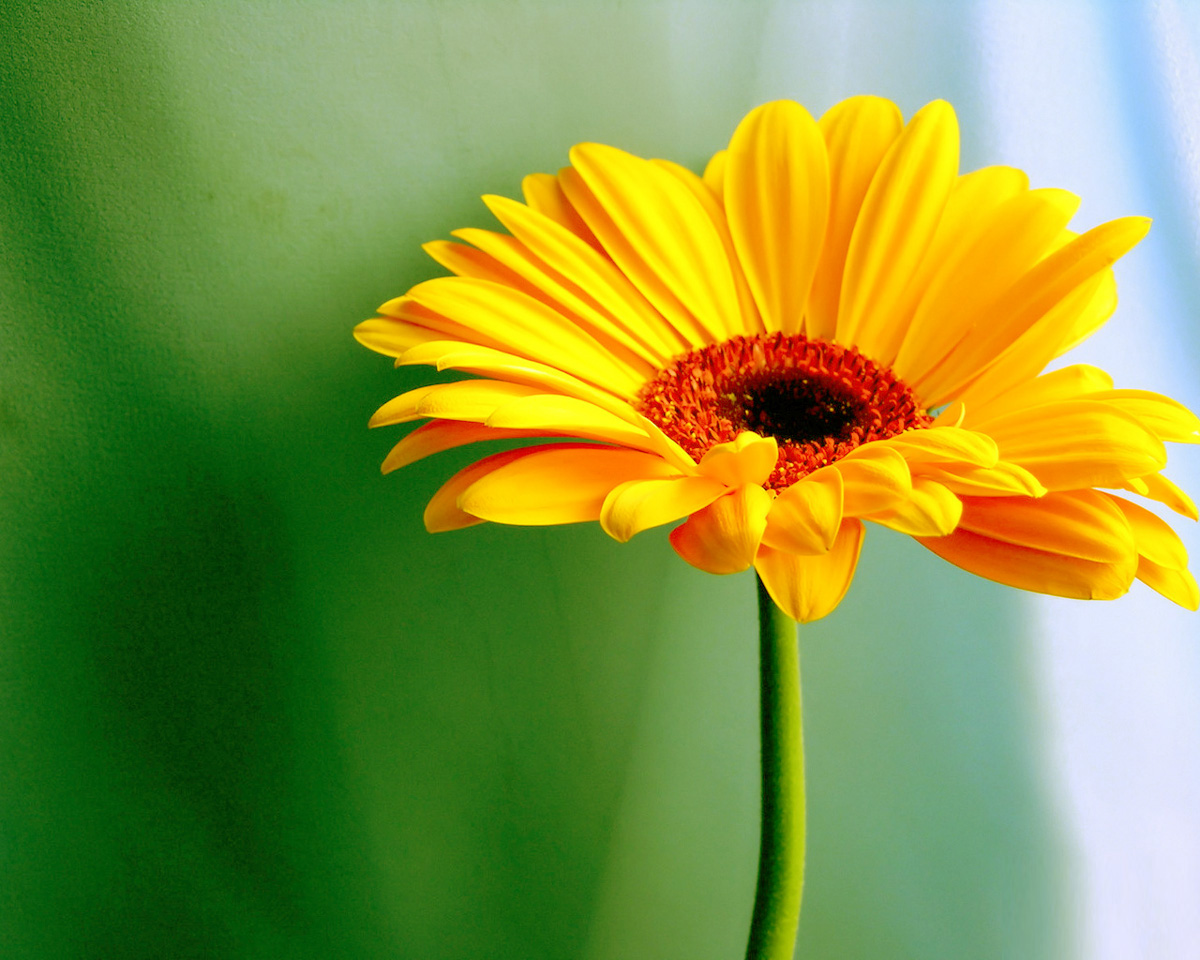 Yellow Daisy Flower Desktop Wallpapers