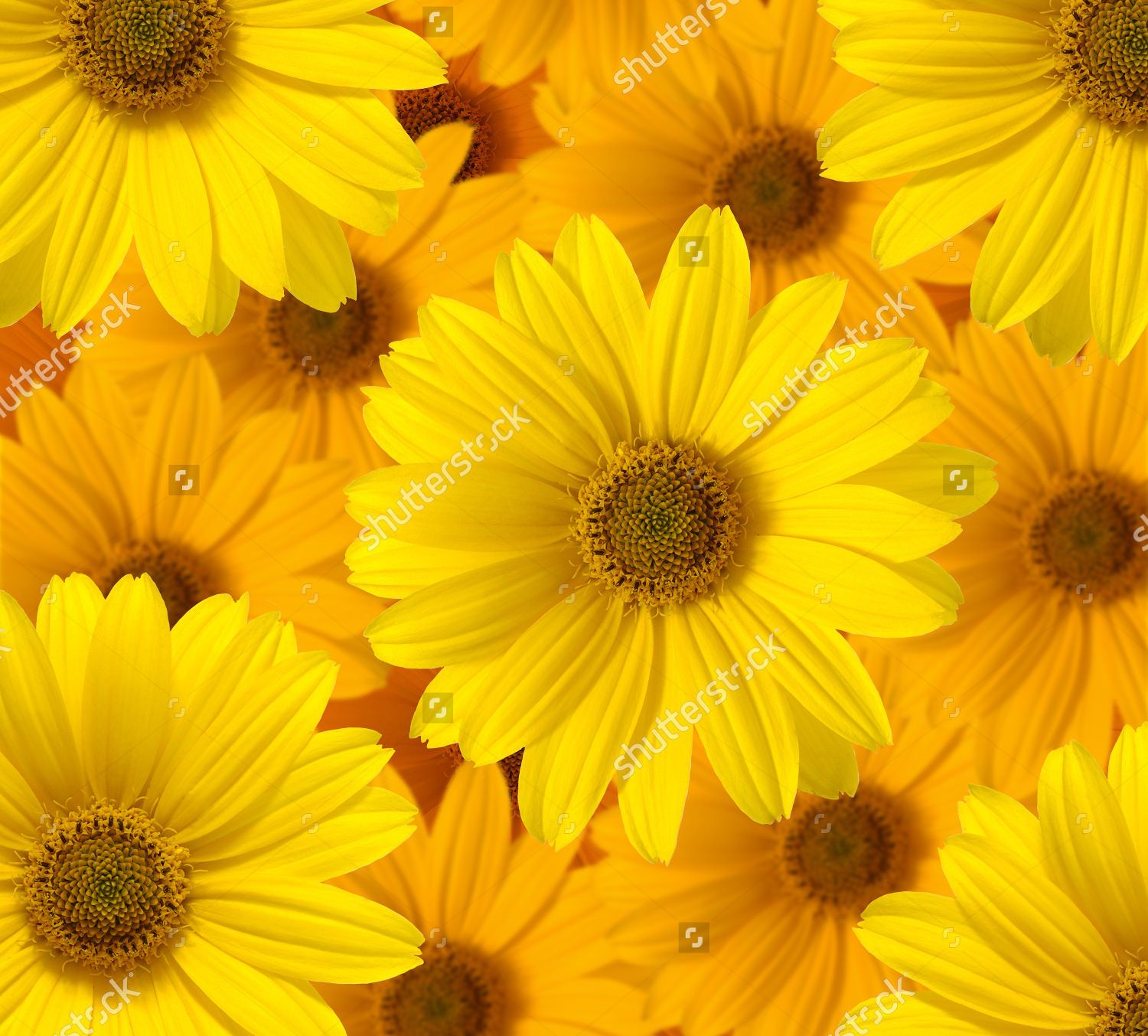 Yellow Daisy Flower Desktop Wallpapers