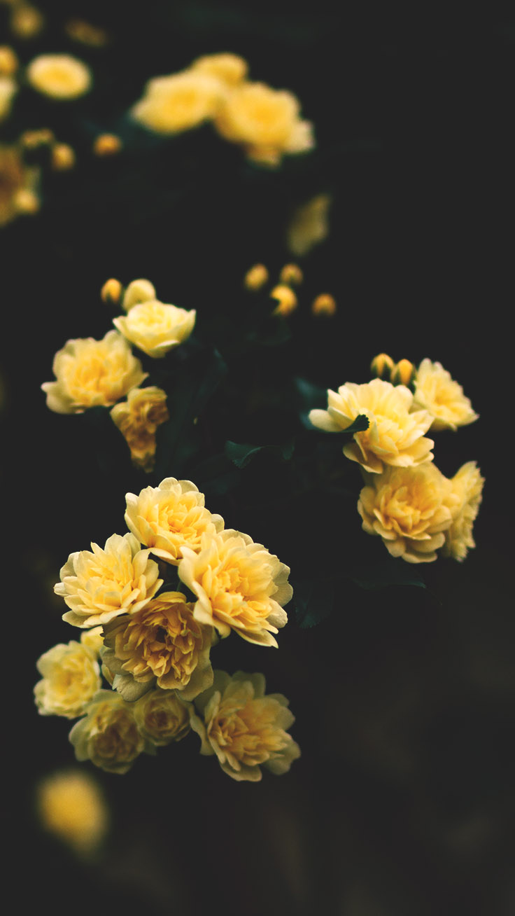 Yellow Floral Iphone Wallpapers