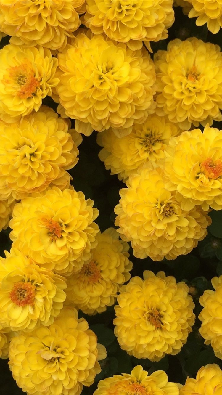 Yellow Floral Iphone Wallpapers