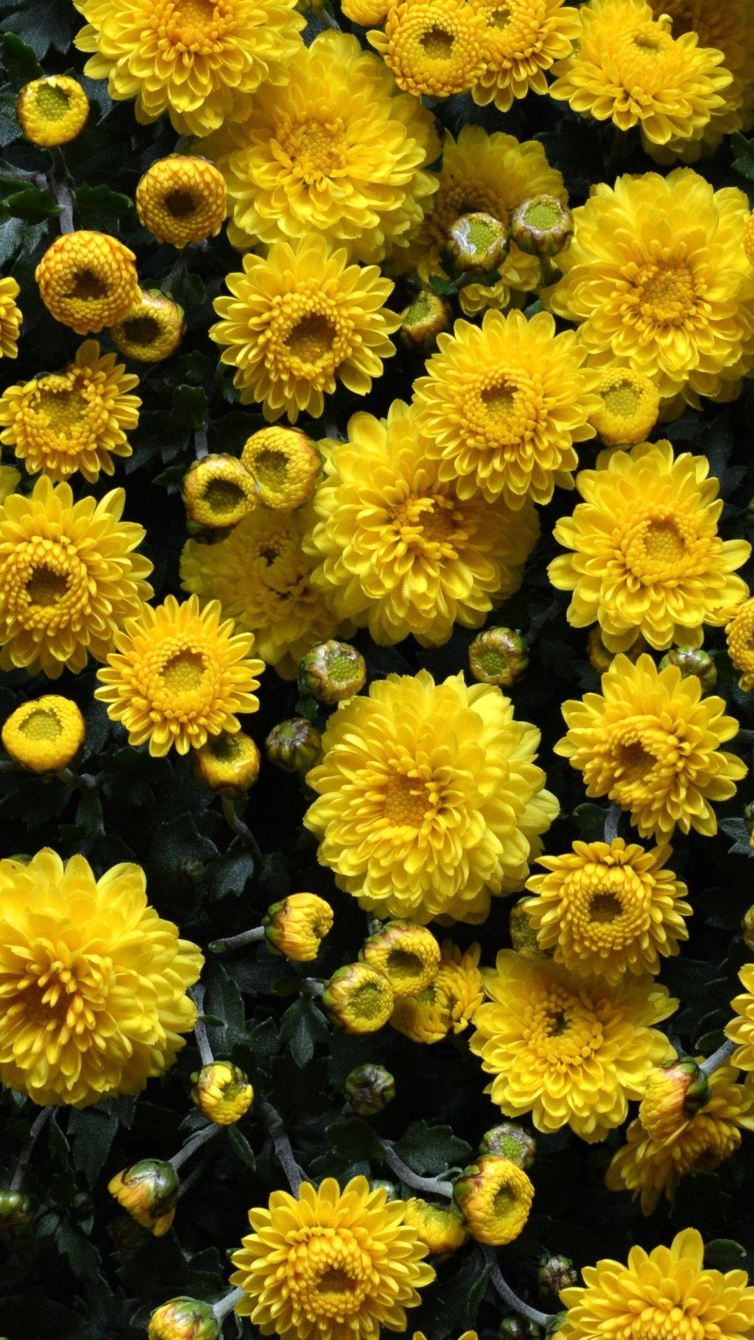 Yellow Floral Iphone Wallpapers