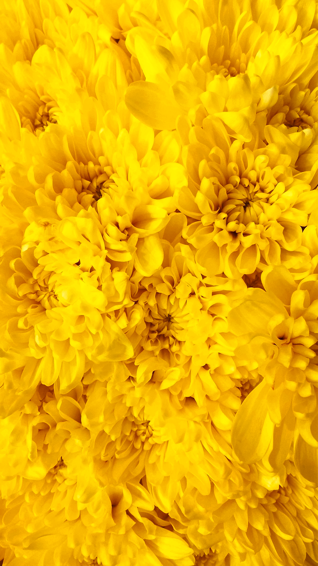 Yellow Floral Iphone Wallpapers