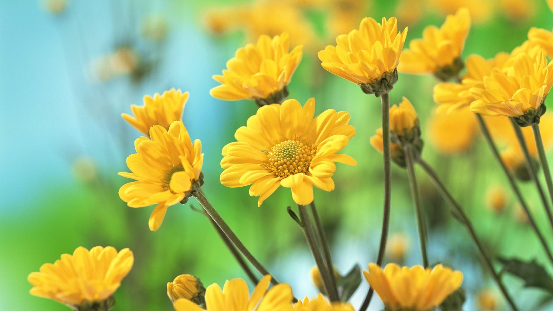 Yellow Flower Desktop Wallpapers