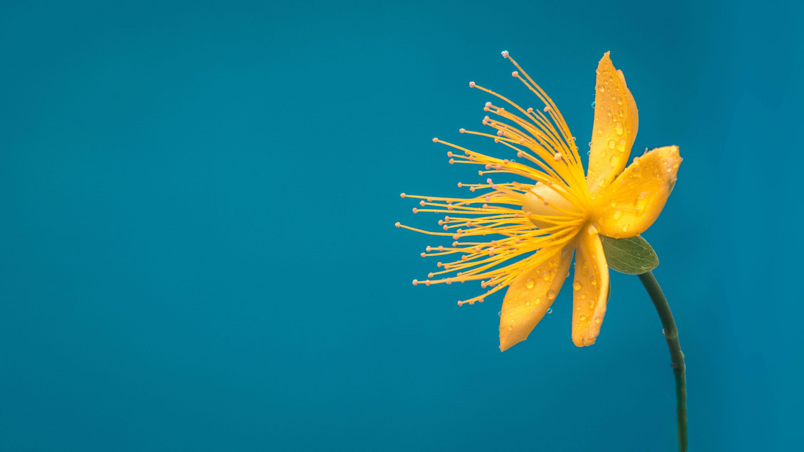 Yellow Flower Desktop Wallpapers