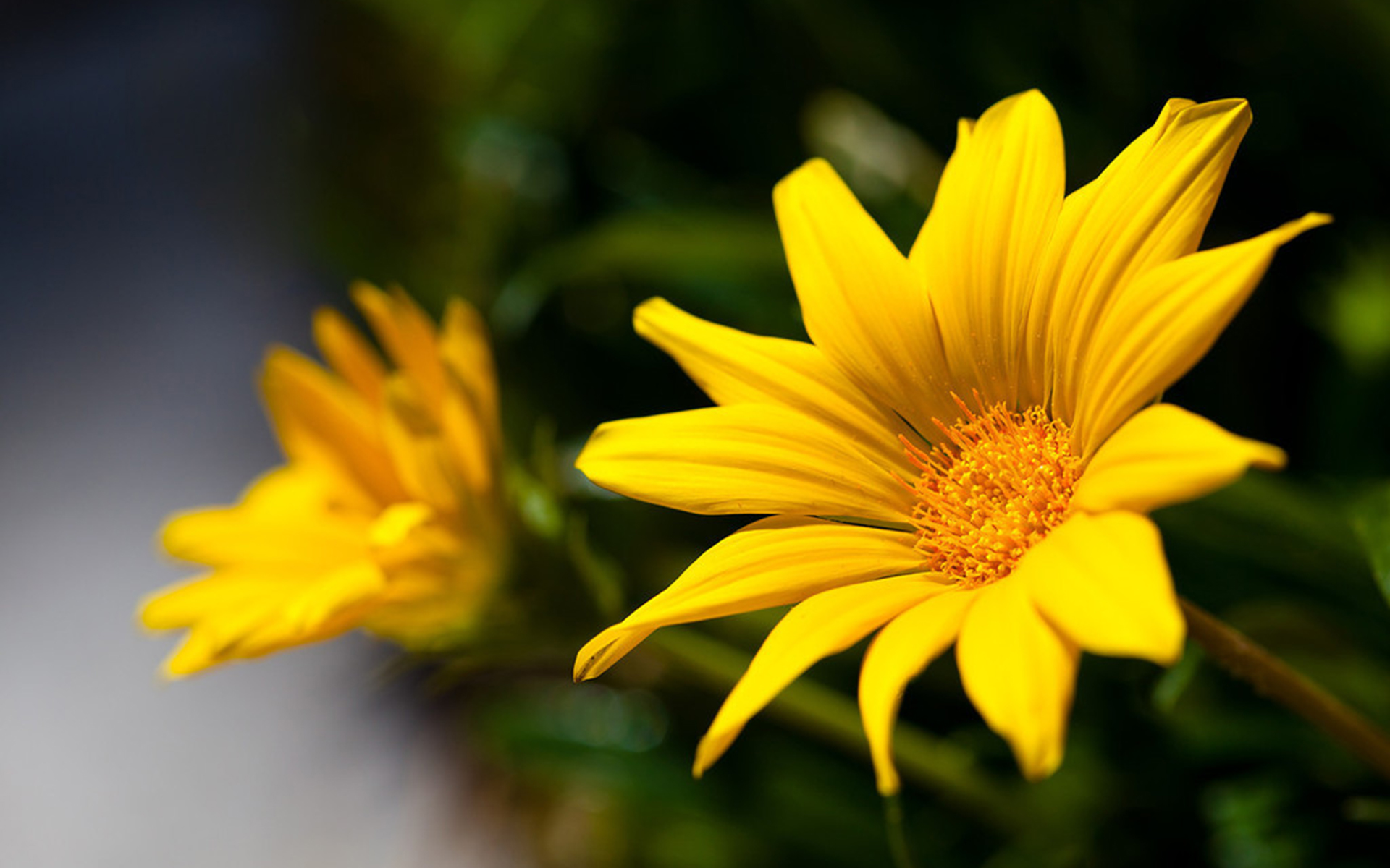 Yellow Flower Desktop Wallpapers