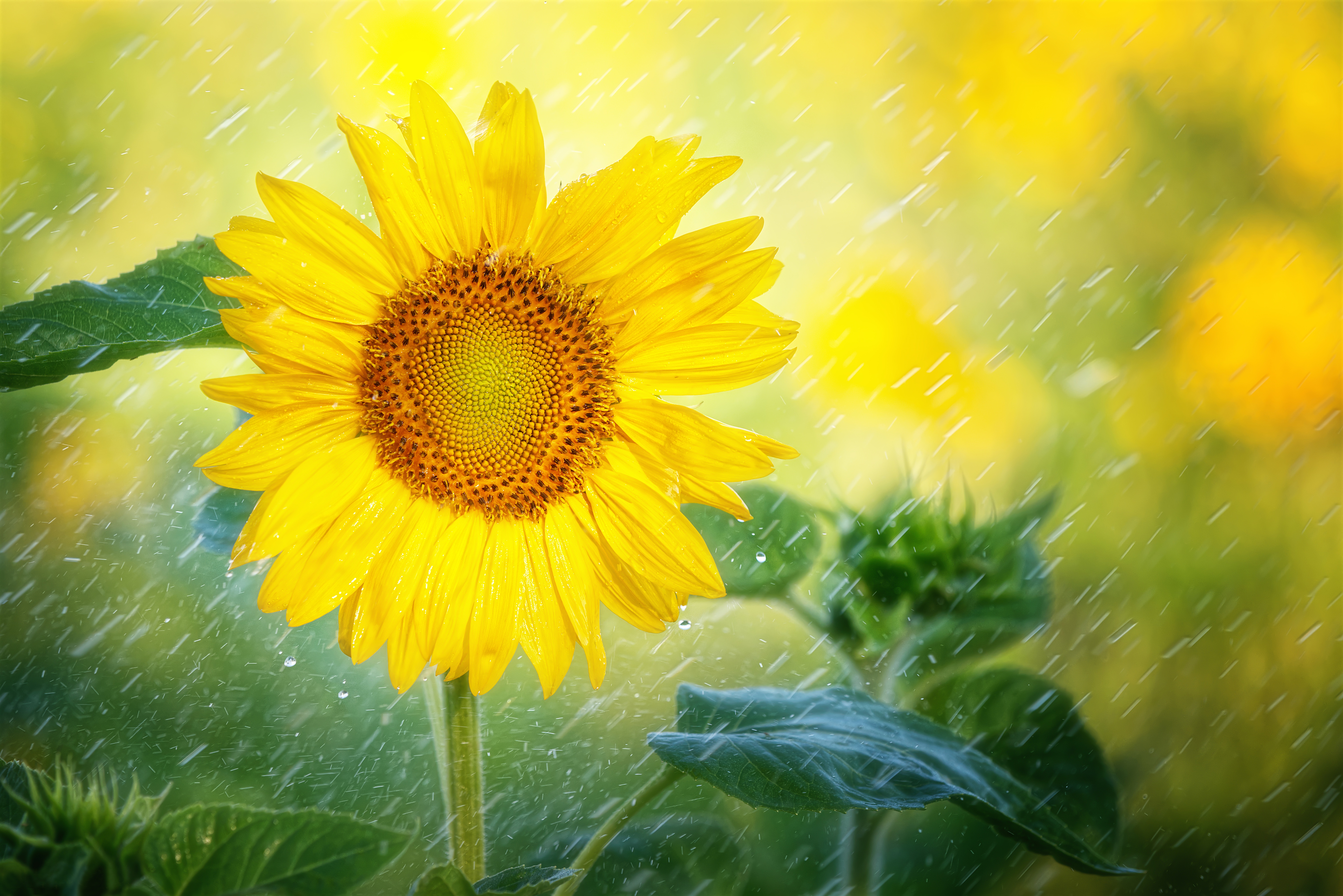 Yellow Flower Desktop Wallpapers