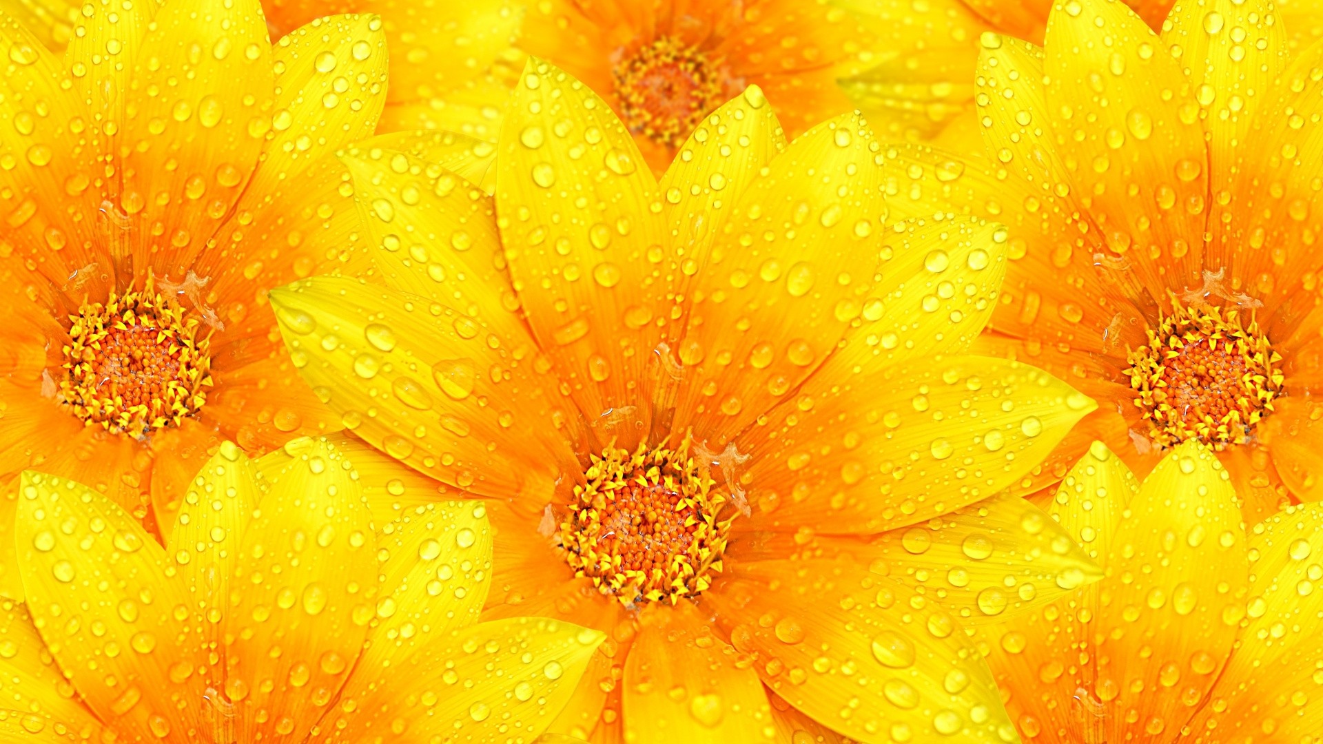 Yellow Flower Hd Wallpapers