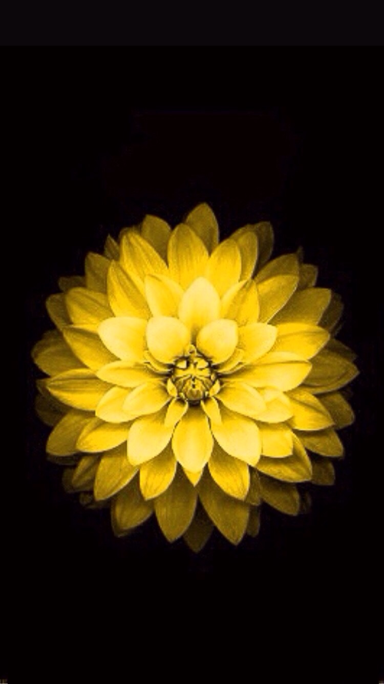 Yellow Flower Iphone Wallpapers