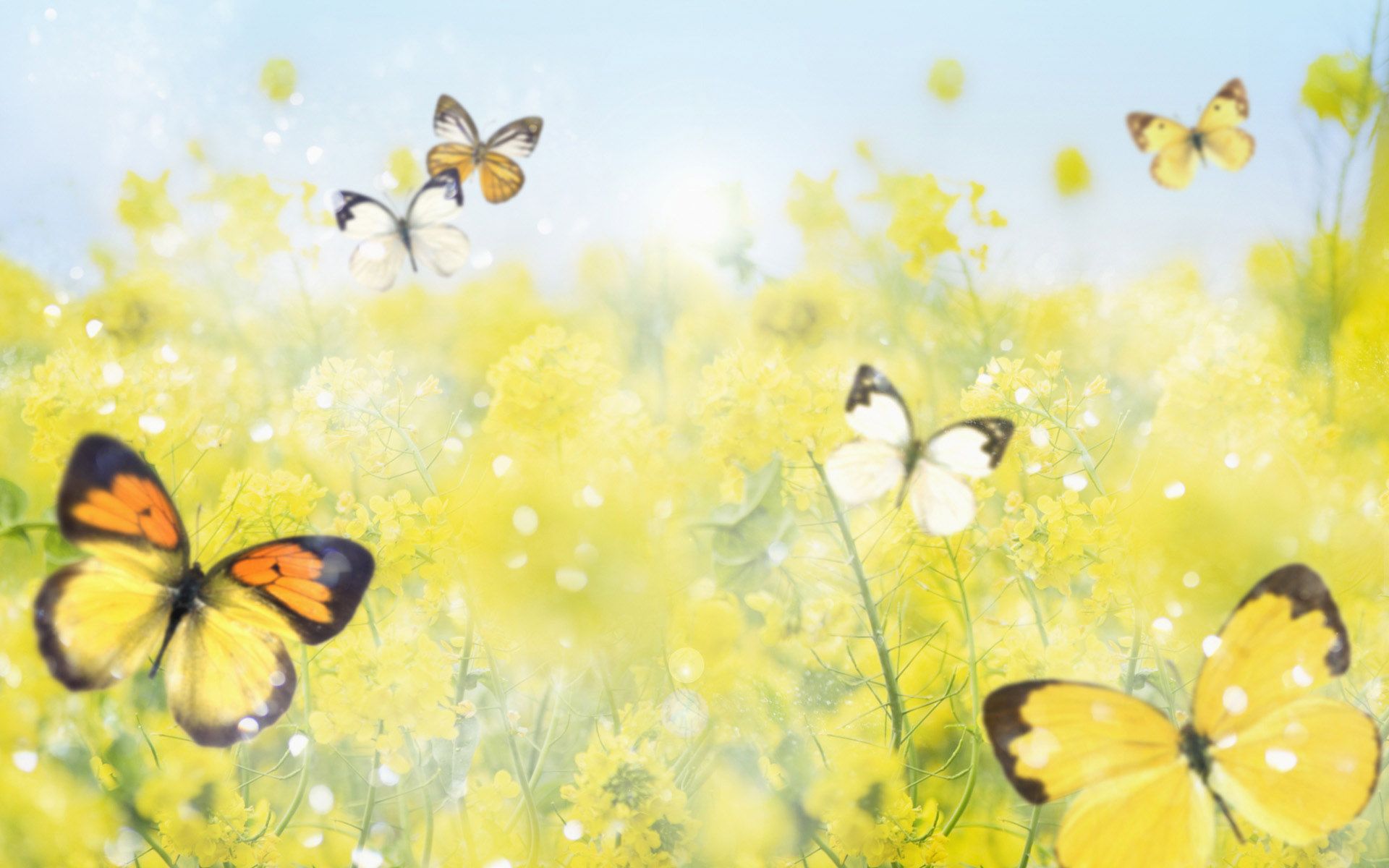 Yellow Flowers And Butterflies Wallpapers