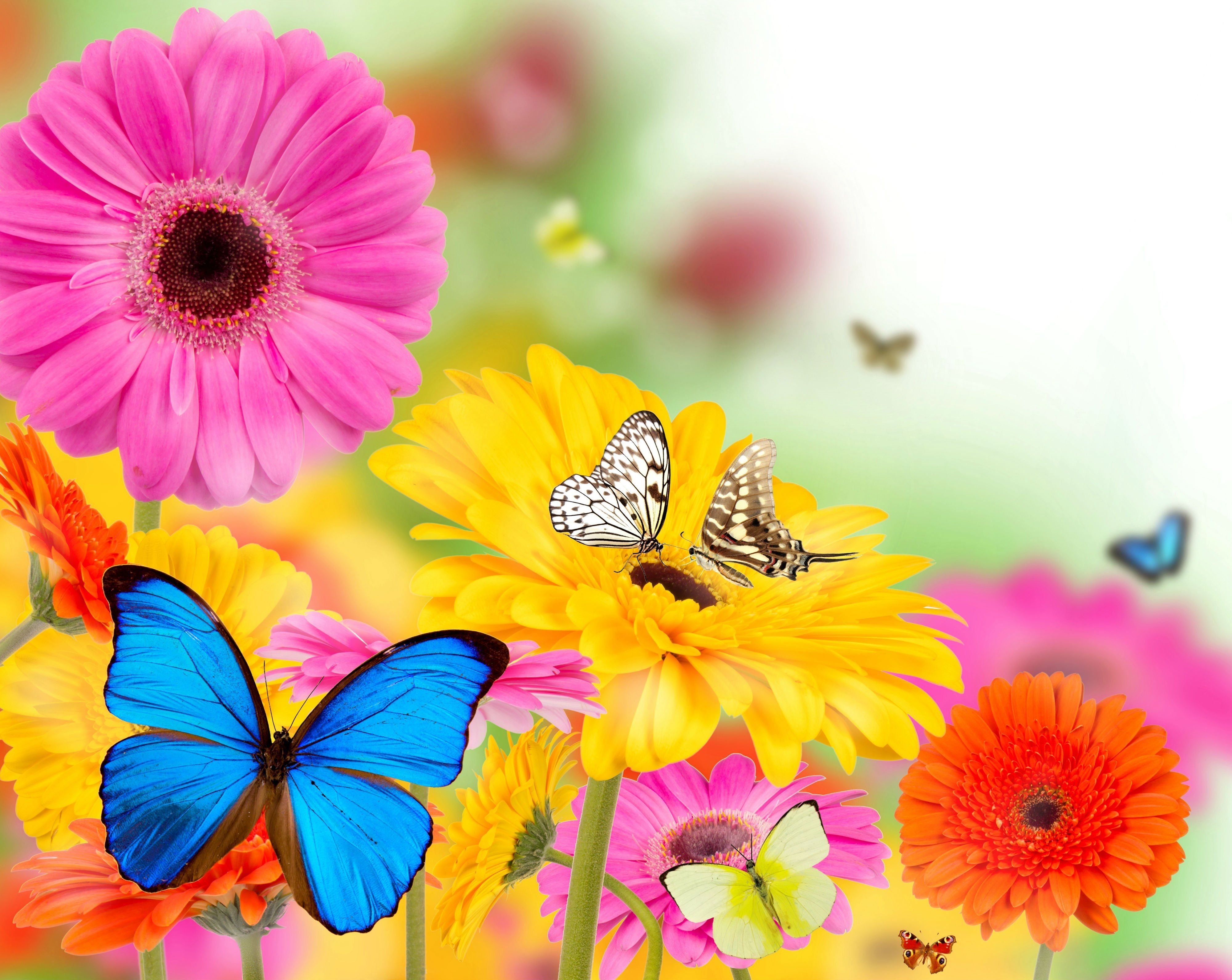 Yellow Flowers And Butterflies Wallpapers