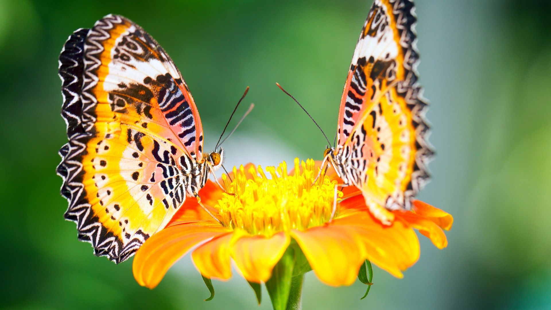 Yellow Flowers And Butterflies Wallpapers