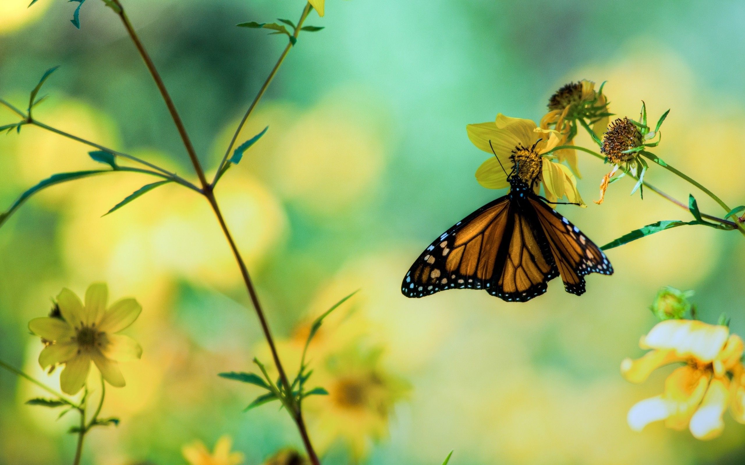 Yellow Flowers And Butterflies Wallpapers