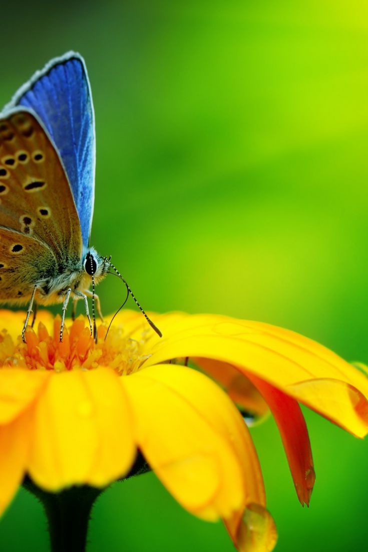 Yellow Flowers And Butterflies Wallpapers