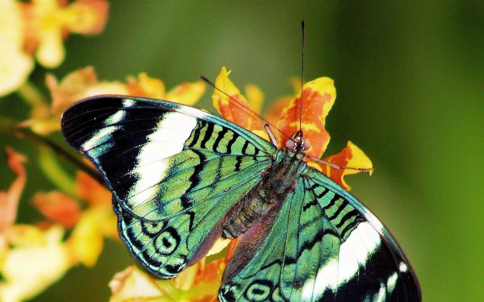 Yellow Flowers And Butterflies Wallpapers