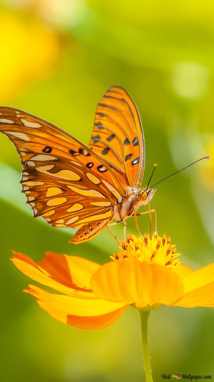 Yellow Flowers And Butterflies Wallpapers