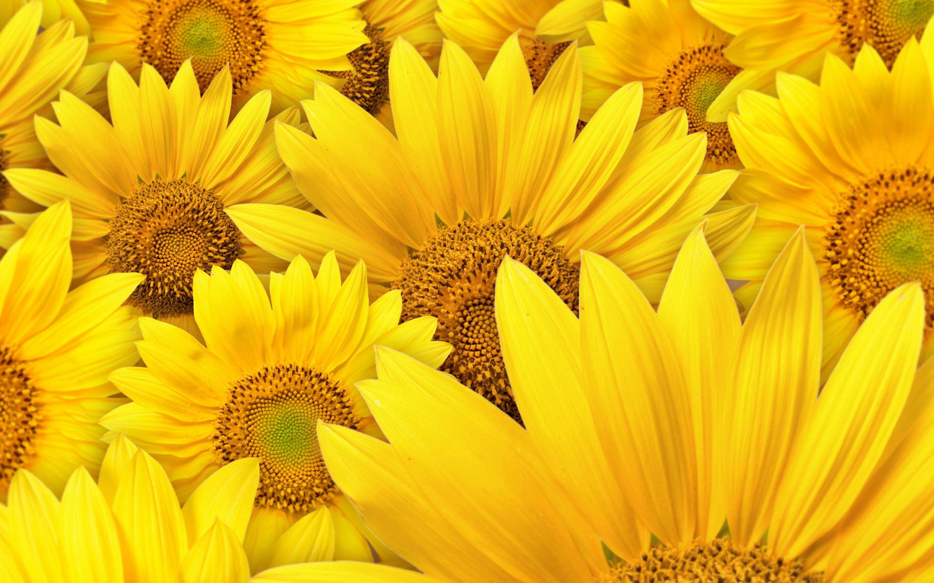 Yellow Hd Wallpapers