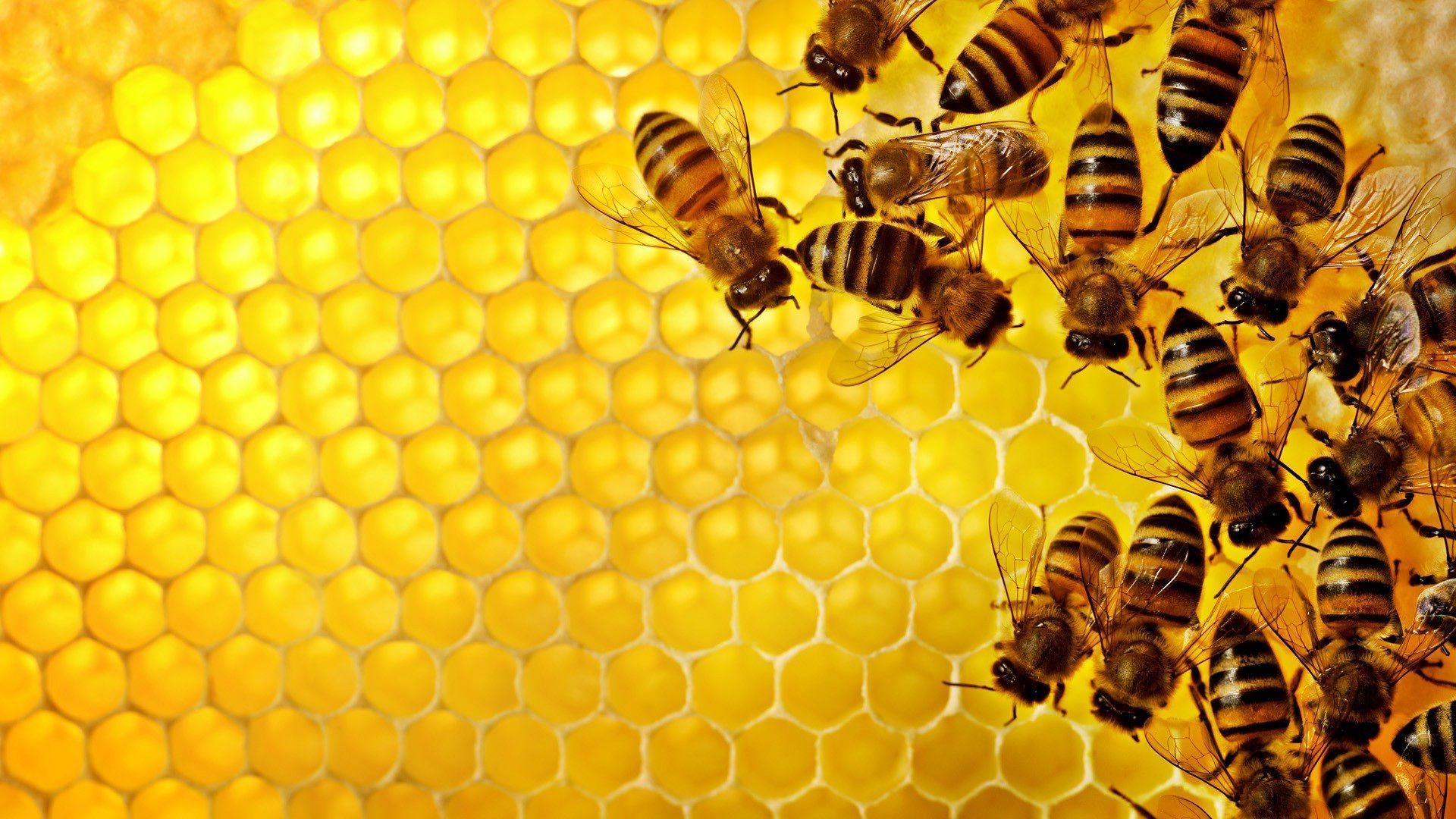 Yellow Honey Bee Wallpapers