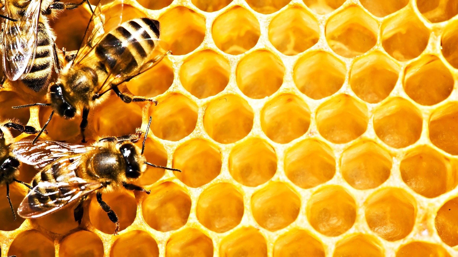 Yellow Honey Bee Wallpapers