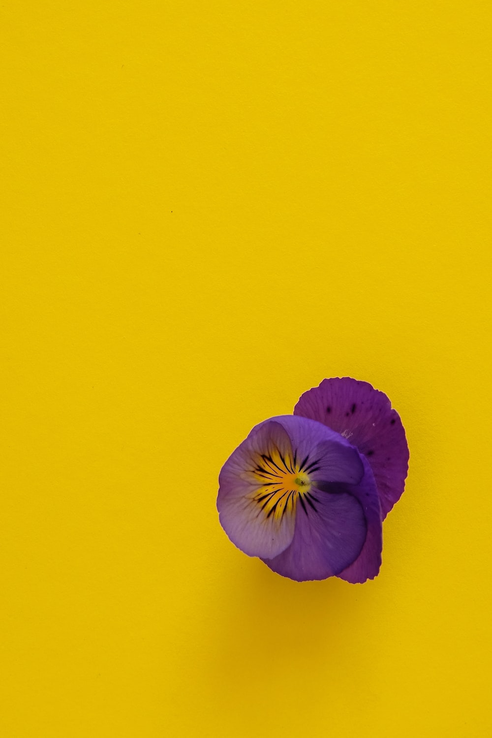 Yellow Purple Wallpapers