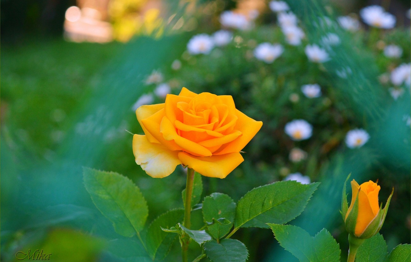 Yellow Rose Wallpapers