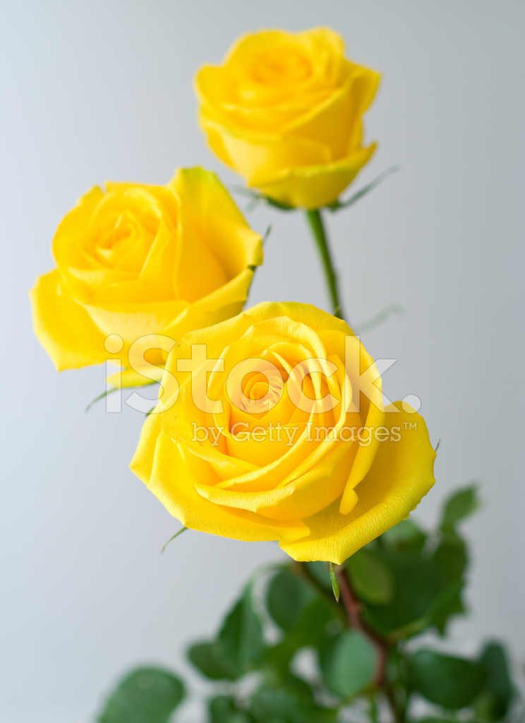 Yellow Rose Wallpapers