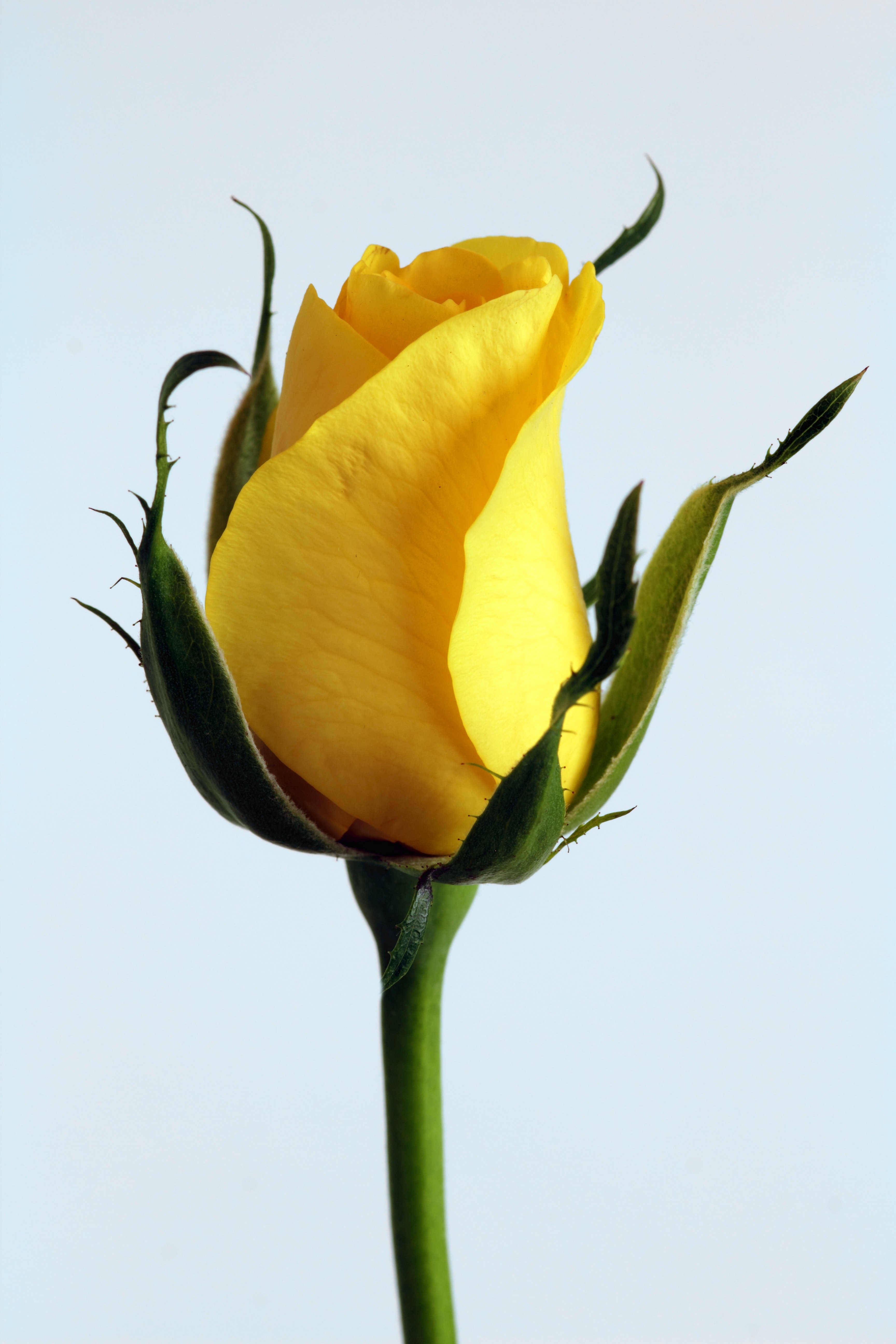 Yellow Rose Wallpapers