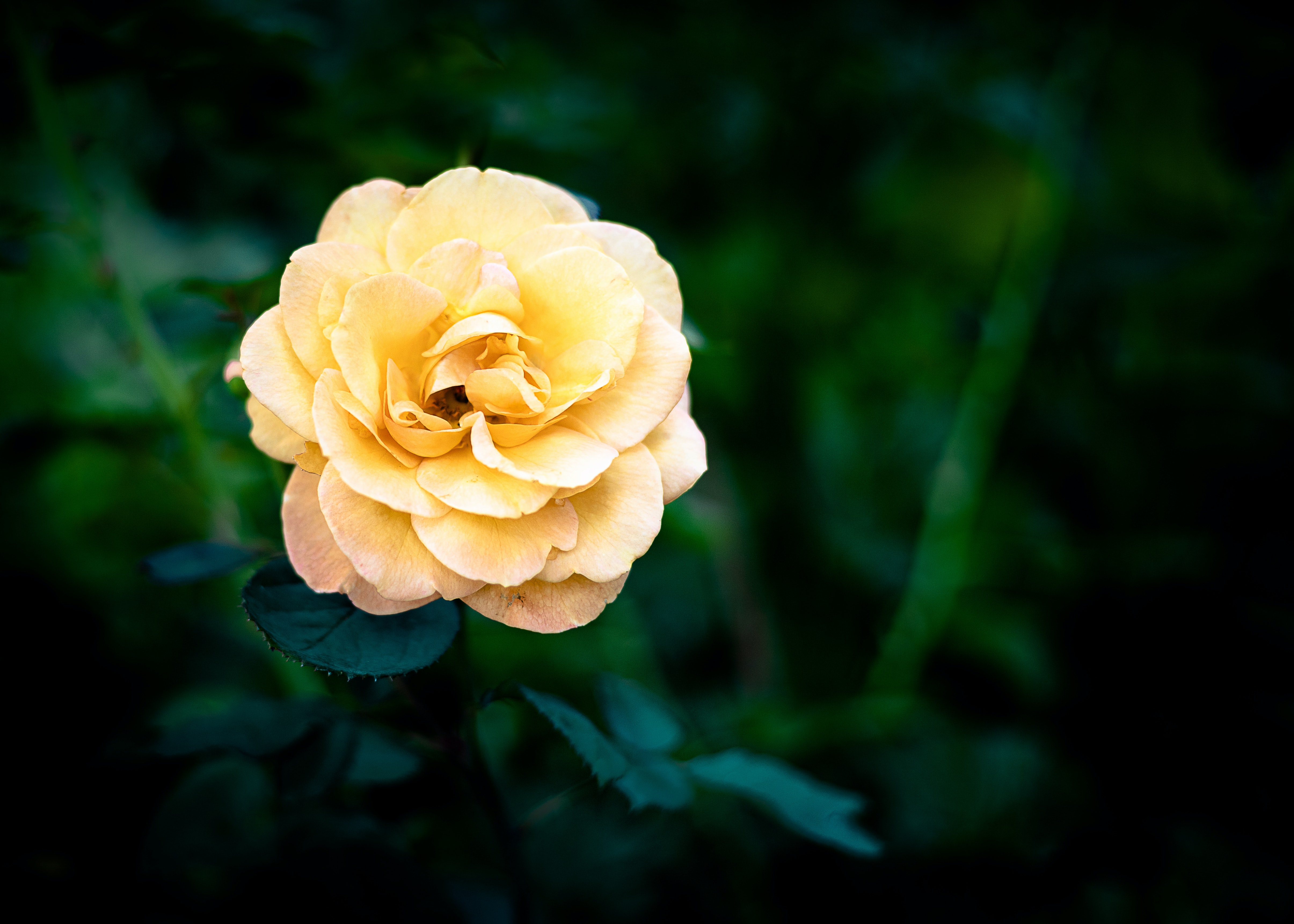 Yellow Rose Wallpapers