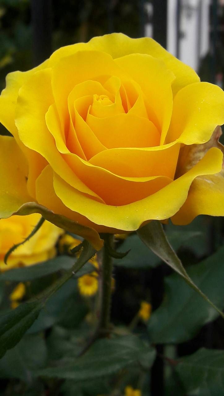 Yellow Rose Flower Wallpapers