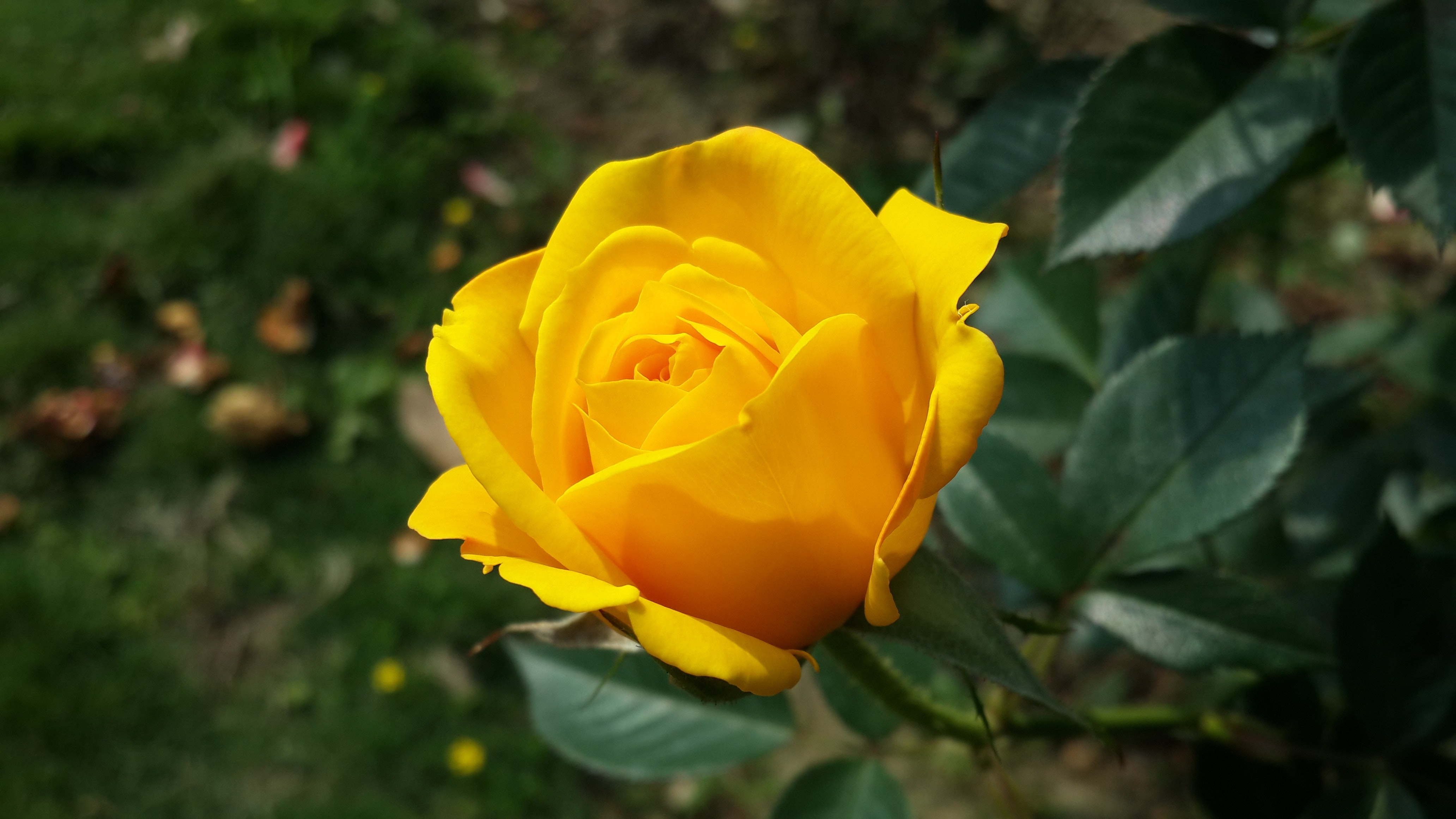 Yellow Rose Flower Wallpapers