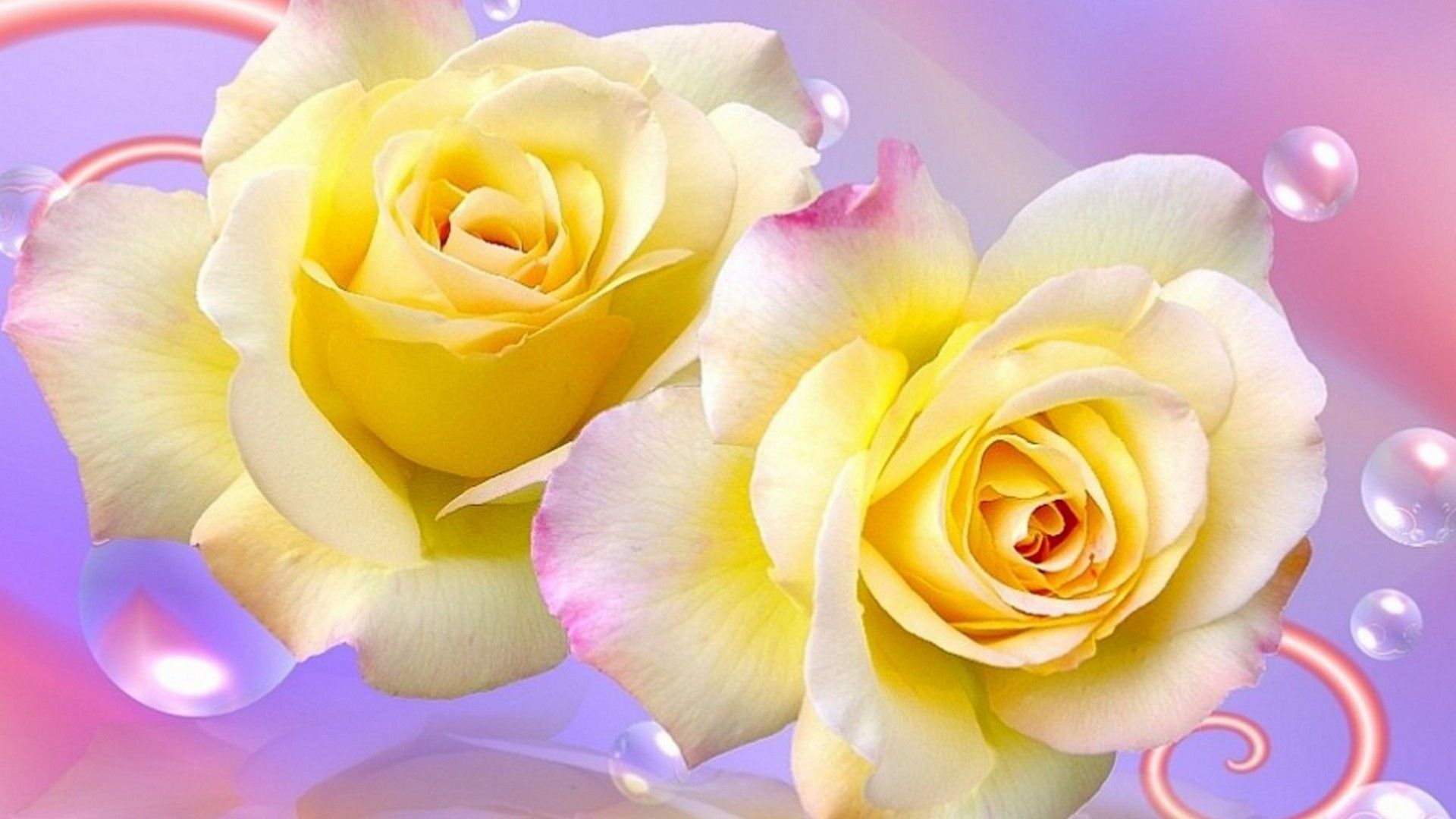 Yellow Rose Flower Wallpapers